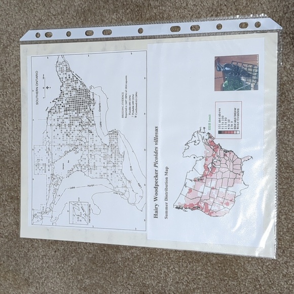 Hairy Woodpecker Postage Stamps And Information Sheet - Picture 3 of 3